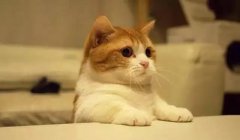 貓這種動物，一旦碰上，就再也戒不了了 華興寵