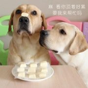 狗狗是否需要補鈣？補鈣應注意什么？ 華興寵物