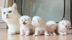 貓咪一生要經(jīng)歷的六個(gè)階段，你家貓?zhí)幱谀膫€(gè)時(shí)期？