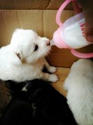 剛出生的小狗如何人工喂養(yǎng)？